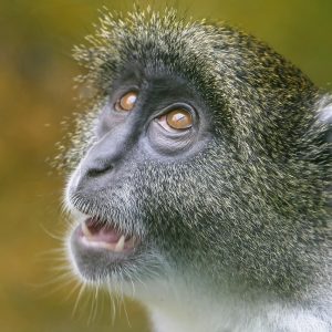 APC Easy UPS 500VA | AVR, Schuko Outlet