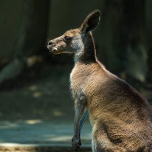 APC Easy UPS 500VA | AVR, IEC Outlet