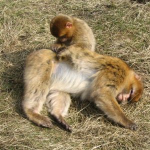 BOSCH sušilica rublja Serie 8|, 9 KG, B , AutoDry,R290,Samočisteći kondezator