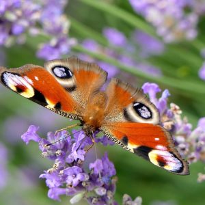 APC Smart UPS 1500VA | Smart Connect | AVR | Tower | 8x IEC C13, 2x IEC Jumpers