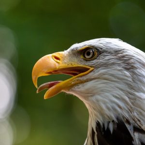 Gigabyte MB X870 Eagle WIFI7AM5; 4xDDR5; 3xM.2; 4xSATA8xUSB; WIFI 7; ATX; RAID