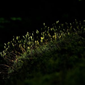 ASROCK MB B860M-H22xDDR5, 2xM.2, 4xSATA, 13xUSB2xHDMI, RAID, Micro ATX